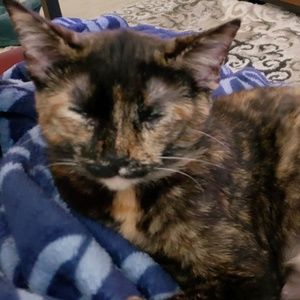 Meet your Posher, Rose